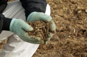 Оптимальні способи удобрення дерев курячим послідом: поради та рекомендації