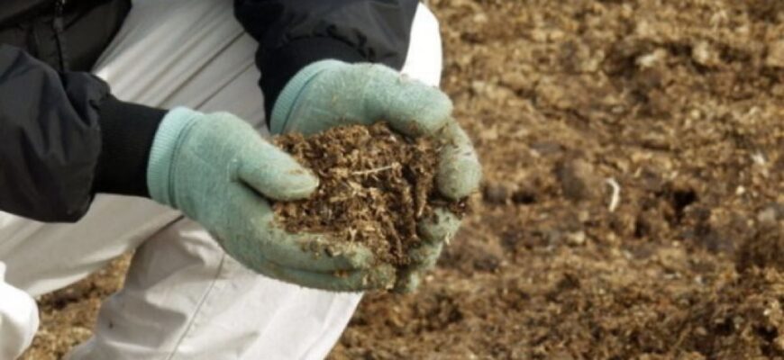 Оптимальні способи удобрення дерев курячим послідом: поради та рекомендації