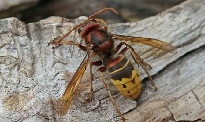 У якому місяці зникають оси: сезонні зміни в житті комах