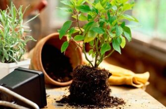 Що саме варто закопувати в ґрунт для здоров’я та росту квітів?