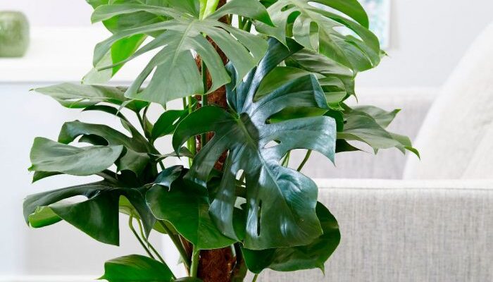 Оптимальне місце для Монстери: поради щодо вибору розташування вдома