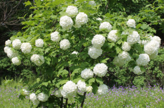 Сорти калини: найпопулярніші види та їх характеристики для саду