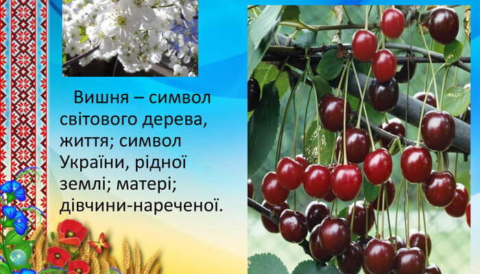 Що символізує квітка вишні: символіка та значення сакури