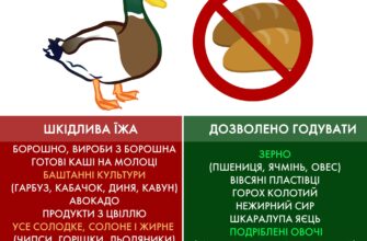 Раціон для жужелиці: оптимальні харчові варіанти для вашого улюбленця