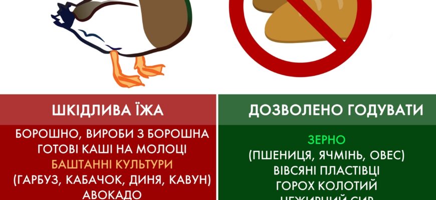 Раціон для жужелиці: оптимальні харчові варіанти для вашого улюбленця