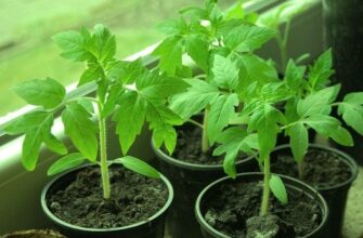 Ефективні добавки в лунку при посадці квітів: поліпшення росту та цвітіння