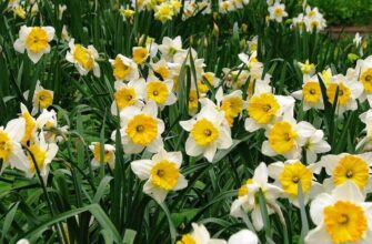 Коли і як цвітуть нарциси після пересадки: поради для садівників