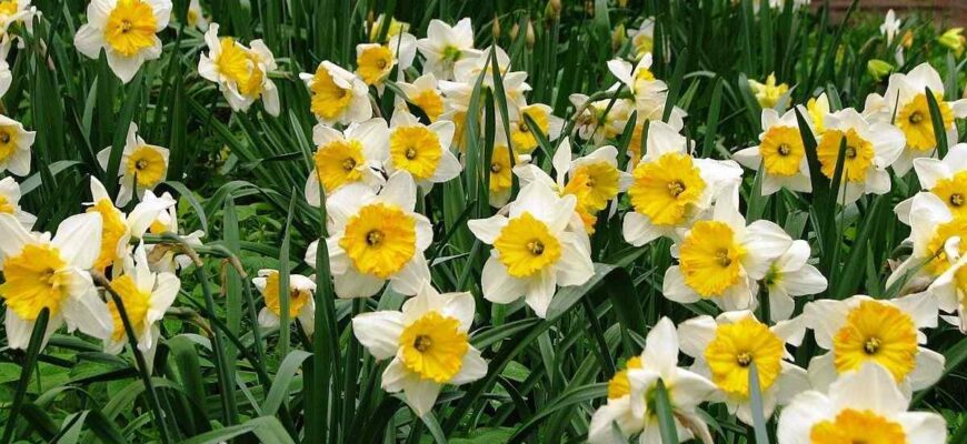 Коли і як цвітуть нарциси після пересадки: поради для садівників