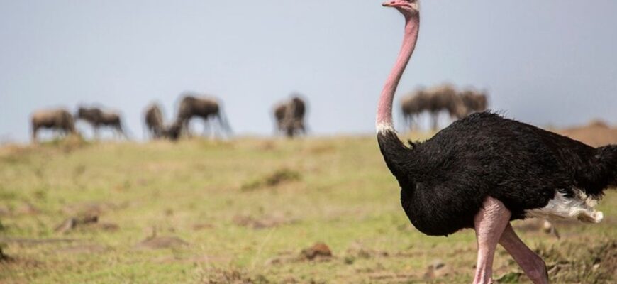 Найбільші птахи планети: ТОП видів, що вражають розмірами