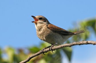 Який птах найкорисніший для вашого здоров’я: вибір експертів