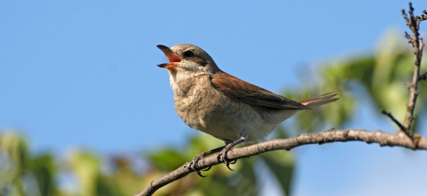 Який птах найкорисніший для вашого здоров’я: вибір експертів