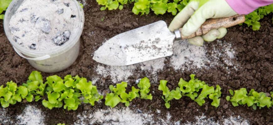 Що містить зола: склад та користь для підживлення рослин