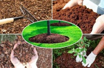 Як вибрати траву для посадки на піщаних ґрунтах: найкращі види та поради