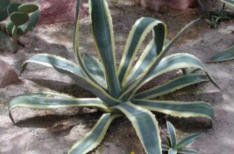 Хто запилює агаву: відкрийте таємниці природного процесу запилення