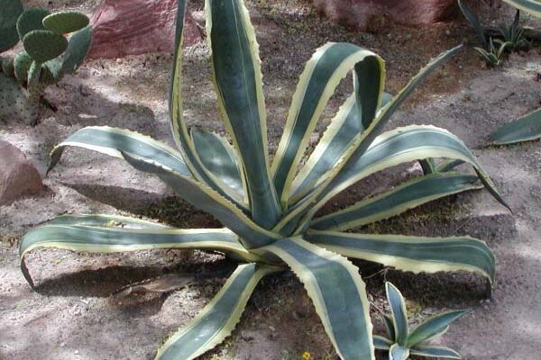 Хто запилює агаву: відкрийте таємниці природного процесу запилення