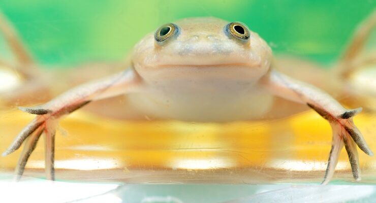 Усе необхідне для утримання жаб: Поетапний гайд для новачків