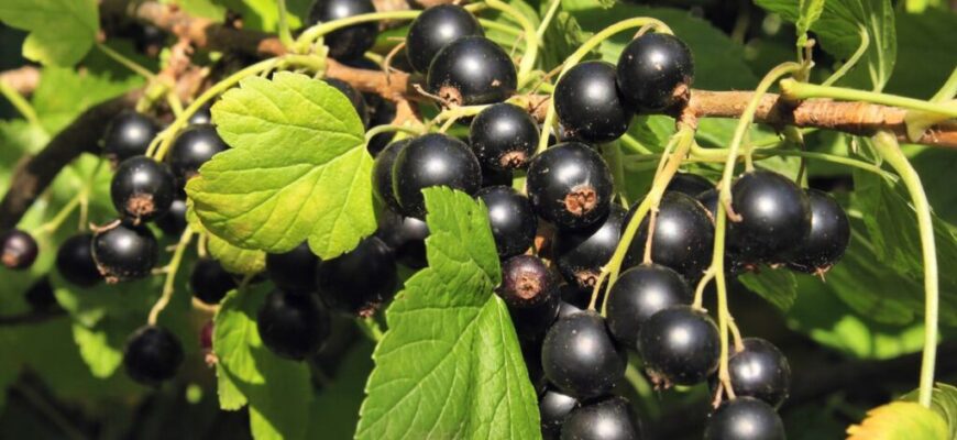 Чи варто садити яблуню разом зі смородиною: поради та досвід садівників