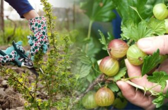 Обрізка аґрусу після врожаю: оптимальні терміни та поради