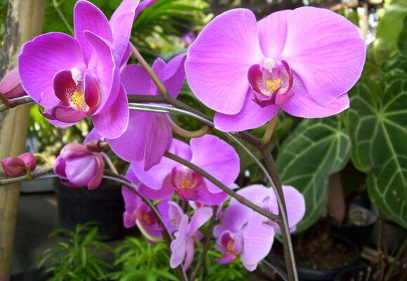 Все, що потрібно знати про метелика орхідею: види та особливості догляду