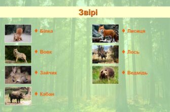 Дика фауна Підмосков’я: які тварини населяють місцеві ліси?