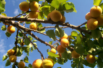 Як правильно перекласти “абрикос” українською мовою: поради та приклади