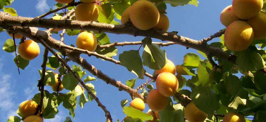 Як правильно перекласти “абрикос” українською мовою: поради та приклади