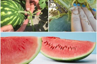 Як легко визначити стиглий кавун: перевірені поради та методи