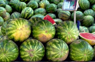 Найкращі місця для покупки кавуна: огляд ринків та супермаркетів