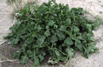 Як правильно називається рукола російською: детальний гід по термінам