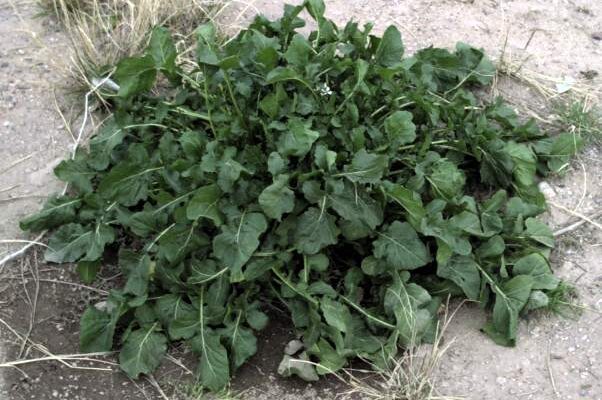 Як правильно називається рукола російською: детальний гід по термінам