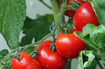 Ефективні засоби для обприскування помідорів наприкінці серпня