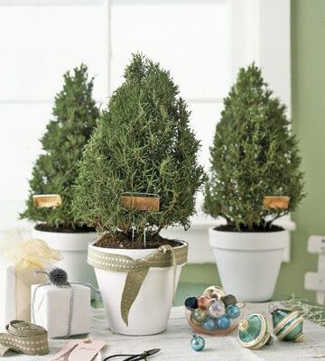 Як правильно зберігати гілки ялиці: поради та методи для надійності