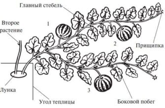 Коли обривати батоги у гарбуза: поради для максимального врожаю