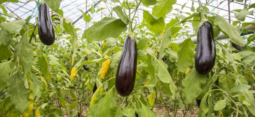 Оптимізація врожаю баклажанів: яке листя потрібно прибирати?