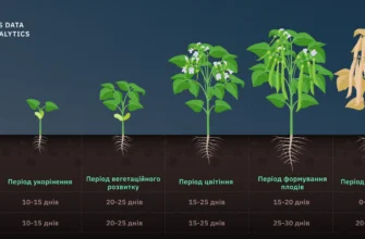 Як зрозуміти, що квасоля дозріла: Ознаки готовності до збору врожаю