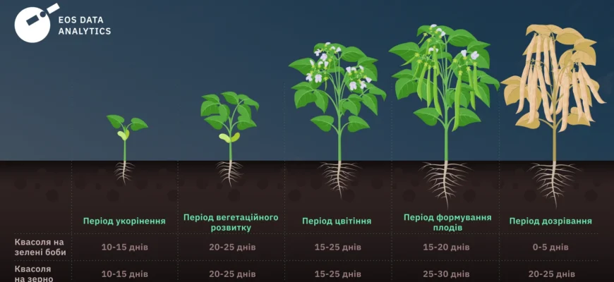 Як зрозуміти, що квасоля дозріла: Ознаки готовності до збору врожаю