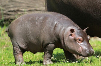 Як називається маленький бегемот: дізнайтеся цікаві факти про гіпопотамів
