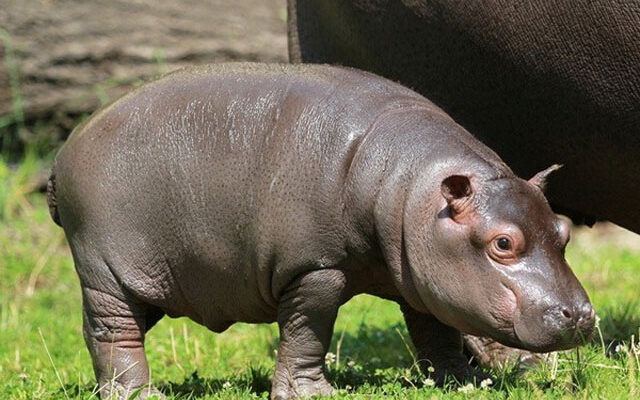 Як називається маленький бегемот: дізнайтеся цікаві факти про гіпопотамів
