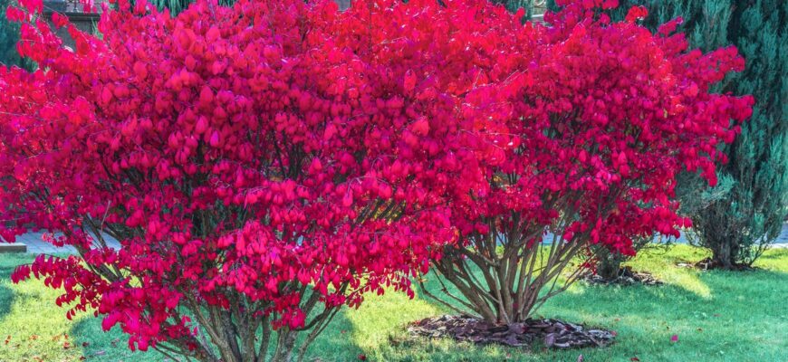 Бересклет восени: Відкрийте різноманіття кольорів природи