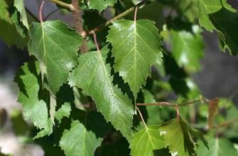 Ефективні методи заварювання листя берези для боротьби з паразитами