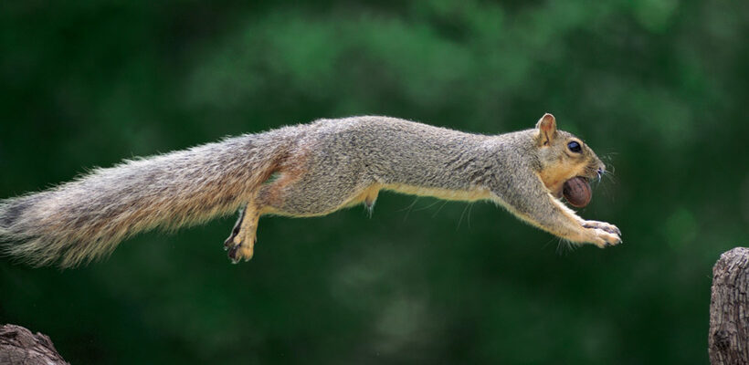 Куди білка ховає горіхи: секрети зберігання запасів на зиму