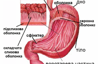 Для чого потрібна сітка у шлунку: важливість та функції імплантів
