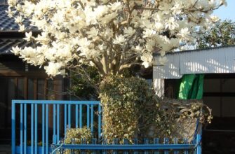 H1: Як називається процес цвітіння рослин та його значення для природи