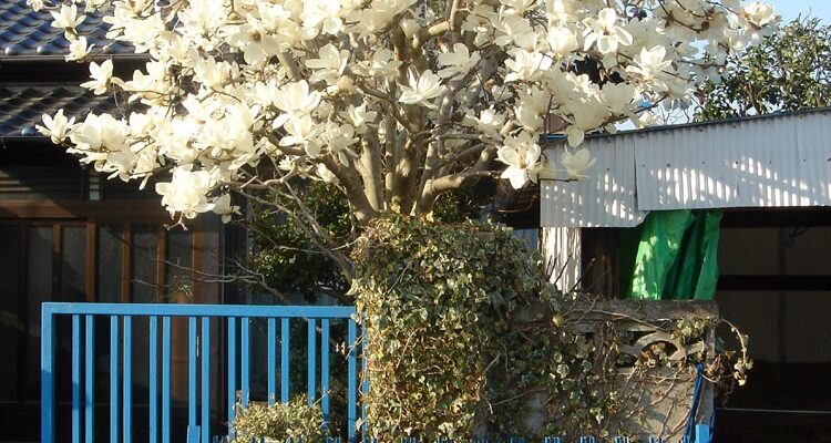 H1: Як називається процес цвітіння рослин та його значення для природи