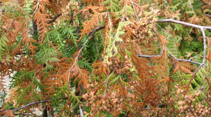 Як ефективно позбавити туї від іржі: поради та рекомендації