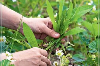 Коли найефективніше боротися з бур’янами: поради та рекомендації