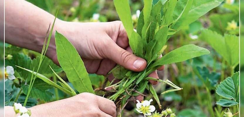 Коли найефективніше боротися з бур’янами: поради та рекомендації