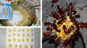 Ефективний рецепт: як зробити отруту для тарганів із жовтка та борної кислоти