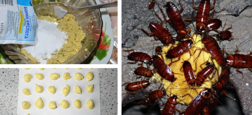 Чому борна кислота не діє на тарганів: розвінчуємо міфи та факти Чому борна кислота не діє на тарганів: розвінчуємо міфи та факти