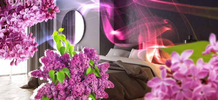 Чи безпечно спати в кімнаті з бузком: вплив на здоров’я та сон